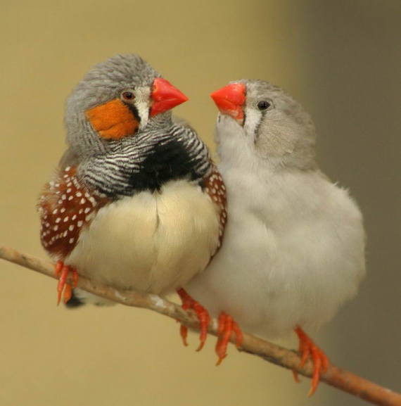 images-aim​e-couple-o​iseaux-cm-​img