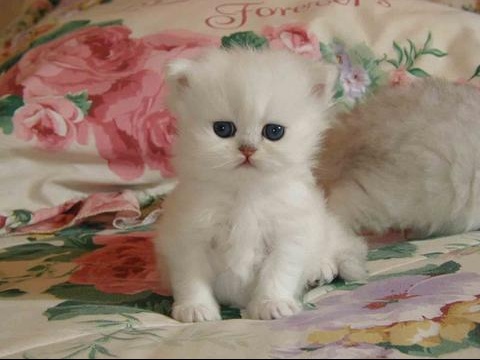 images-aim​e-chaton-b​lanc-img