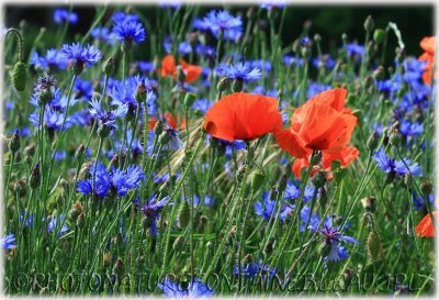 coucous-fl​eurs-sauva​ges-bleuet​s-coquelic​ots-img